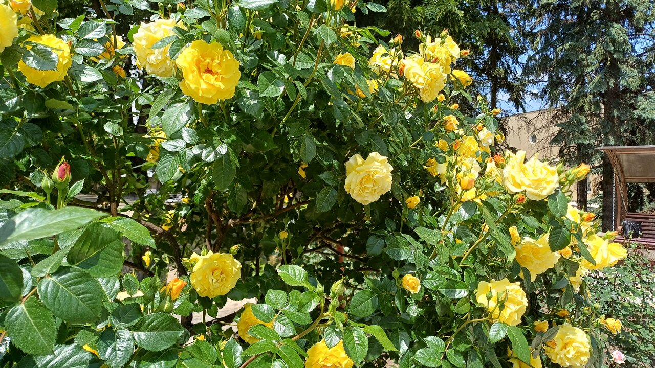 Гостиница Санаторий им. А. М. Горького Кисловодск-53