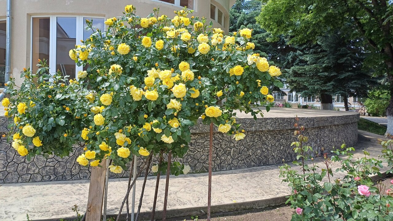 Гостиница Санаторий им. А. М. Горького Кисловодск-24