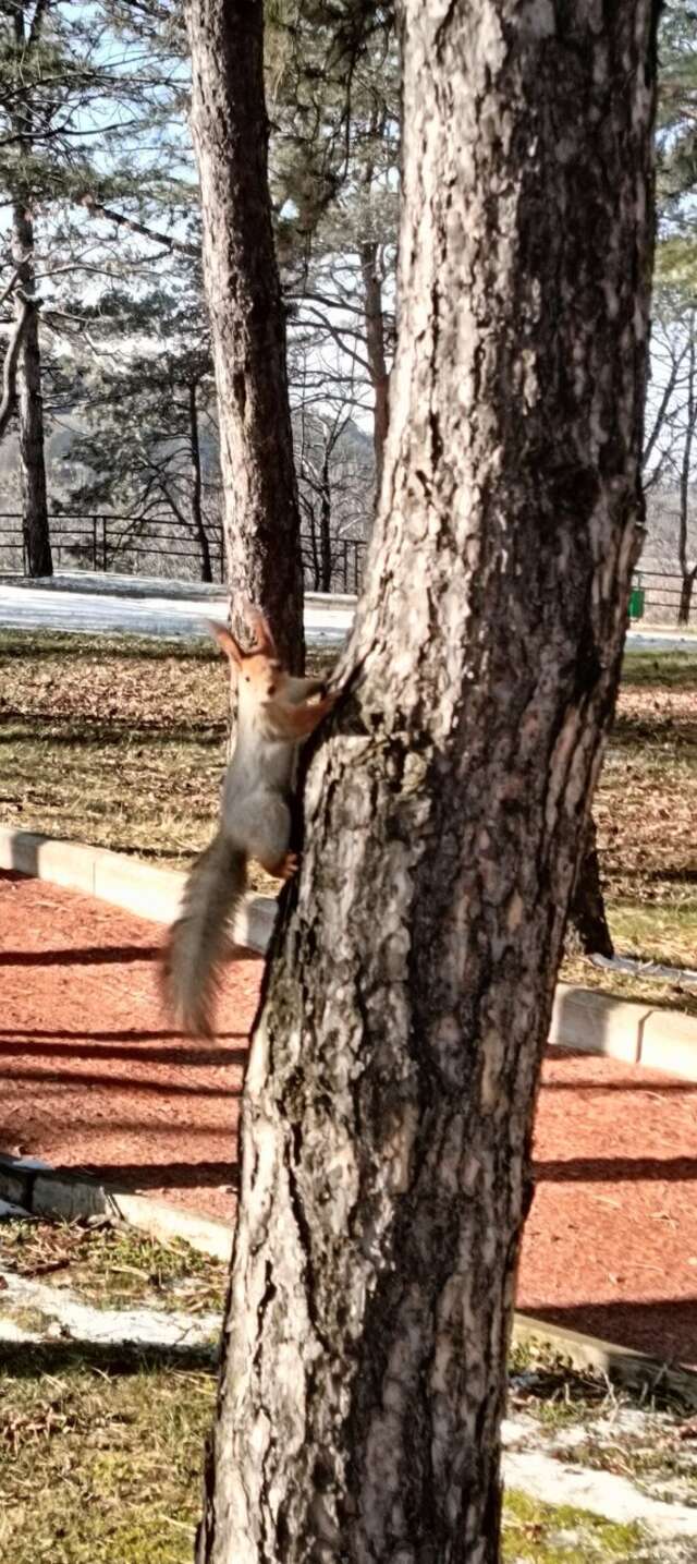 Гостиница Санаторий им. А. М. Горького Кисловодск-16