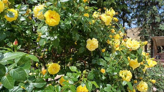 Гостиница Санаторий им. А. М. Горького Кисловодск-52