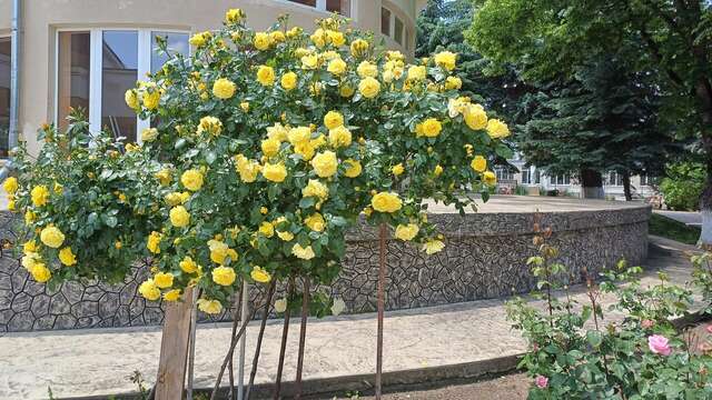 Гостиница Санаторий им. А. М. Горького Кисловодск-23